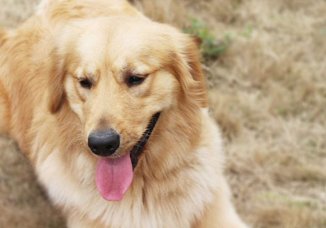 关于狗狗的习惯和特点，关于狗狗的这四个习性