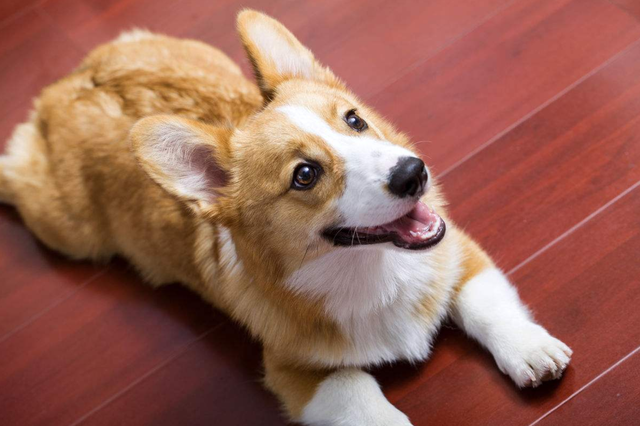 关于狗狗的习惯和特点，关于狗狗的这四个习性