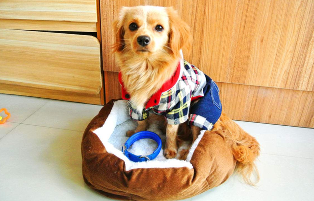 关于狗狗的习惯和特点，关于狗狗的这四个习性