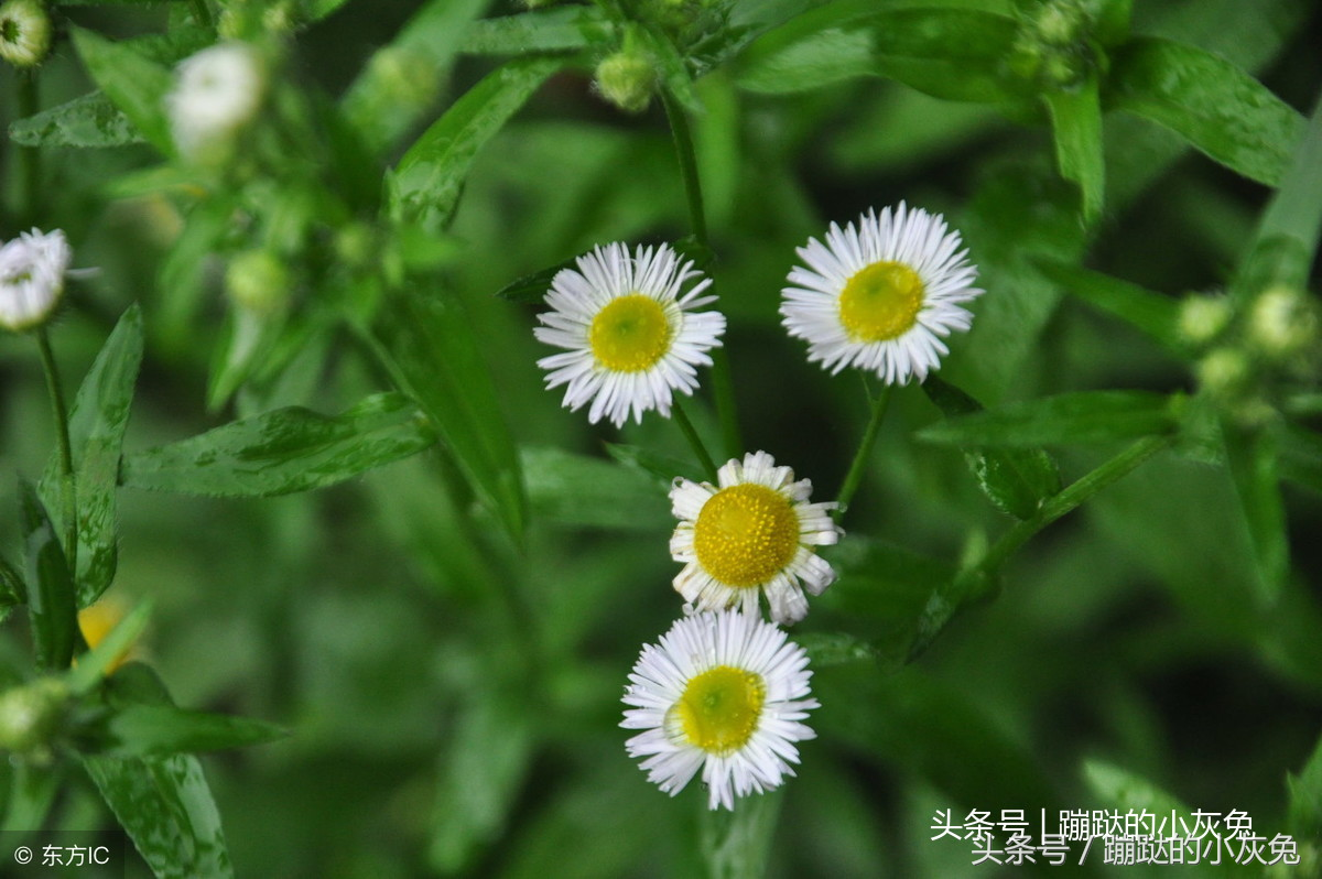 坟上长镰草响铃草图片,坟墓长草,好不好 - 玉三网