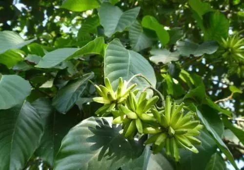 喜树的功效和作用,喜树药用功效(潜力苗木新品种41号——喜树)