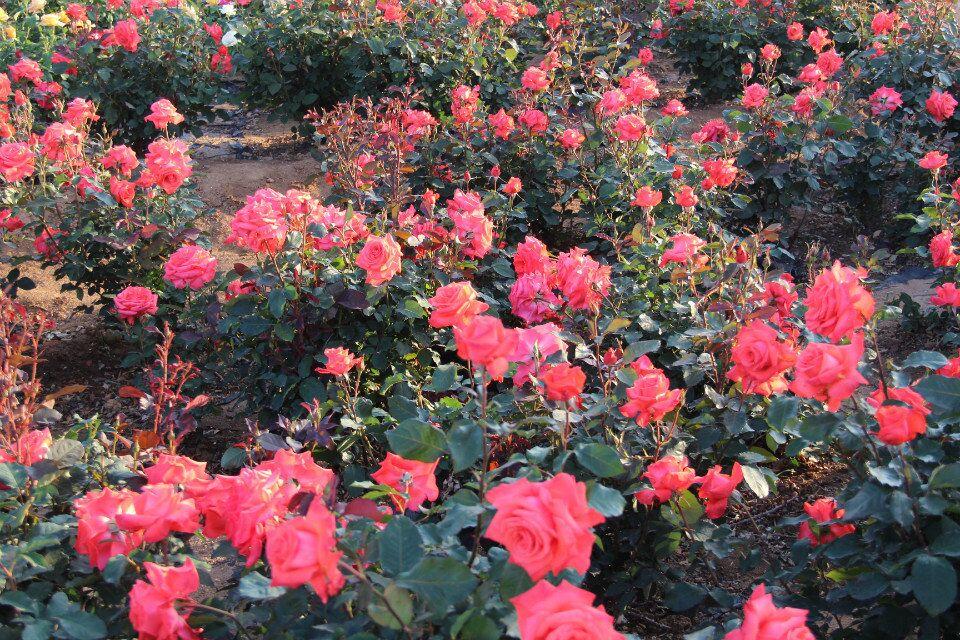 月季花追什么肥料比较好，月季花常见施肥