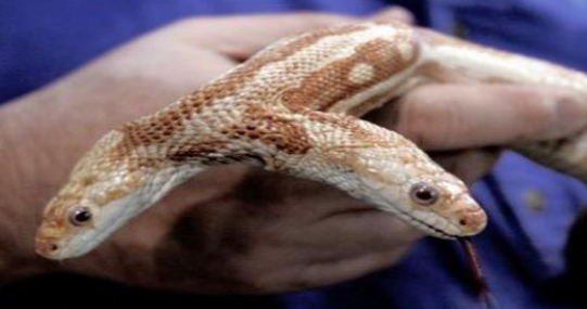 蛇有两个繁殖器官，蛇的生理结构（是基因问题还是环境问题）