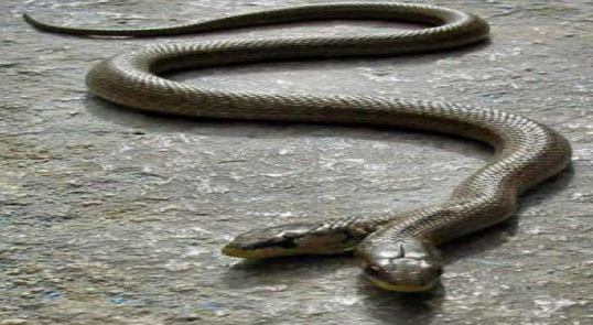 蛇有两个繁殖器官，蛇的生理结构（是基因问题还是环境问题）