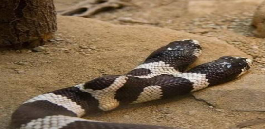 蛇有两个繁殖器官，蛇的生理结构（是基因问题还是环境问题）