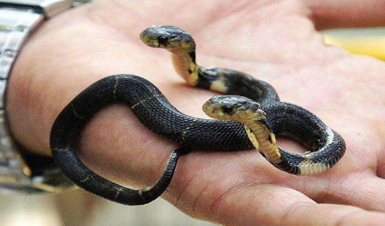 蛇有两个繁殖器官，蛇的生理结构（是基因问题还是环境问题）