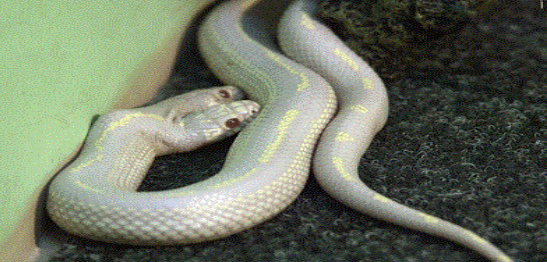 蛇有两个繁殖器官，蛇的生理结构（是基因问题还是环境问题）