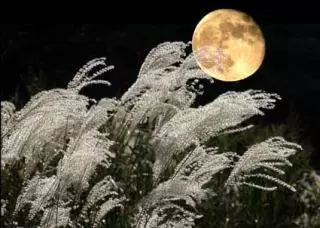 真美啊日语怎么说，真美啊日语怎么说中文谐音（日语里和“月”有关的词汇）