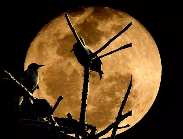 真美啊日语怎么说，真美啊日语怎么说中文谐音（日语里和“月”有关的词汇）