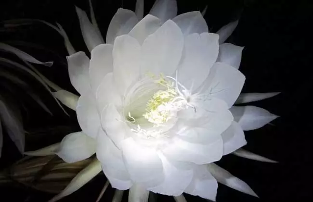 真美啊日语怎么说，真美啊日语怎么说中文谐音（日语里和“月”有关的词汇）