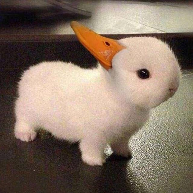 可爱萌宠头像 男女通用 可可爱爱又搞怪微信，可爱萌宠头像 男女通用 可可爱爱又搞怪（用了就会变可爱哟）