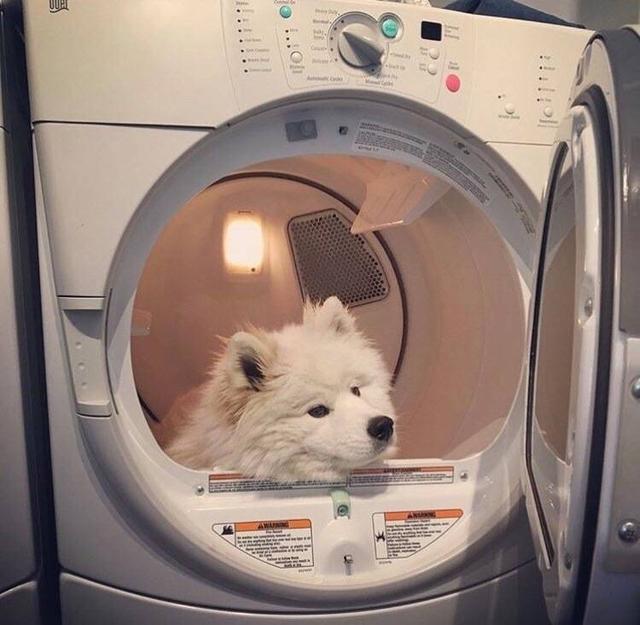 可爱萌宠头像 男女通用 可可爱爱又搞怪微信，可爱萌宠头像 男女通用 可可爱爱又搞怪（用了就会变可爱哟）