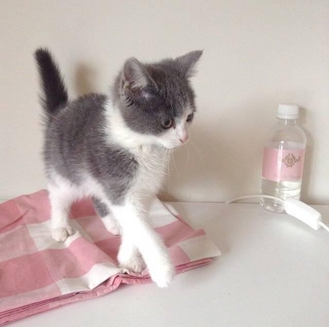 可爱萌宠头像 男女通用 可可爱爱又搞怪微信，可爱萌宠头像 男女通用 可可爱爱又搞怪（用了就会变可爱哟）