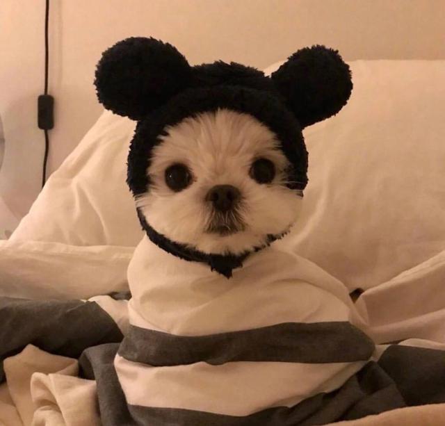 可爱萌宠头像 男女通用 可可爱爱又搞怪微信，可爱萌宠头像 男女通用 可可爱爱又搞怪（用了就会变可爱哟）