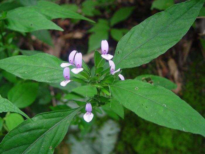 川牛膝别名,中药材九头狮子草 - 玉三网