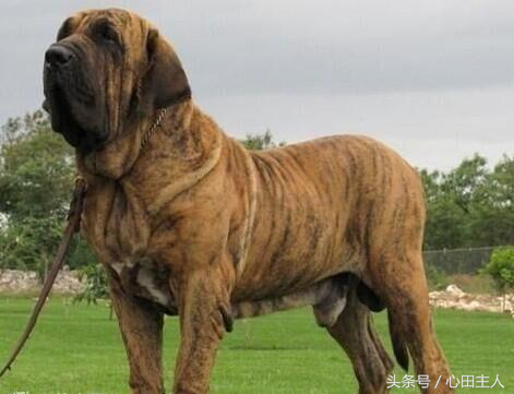 各种名犬简介，狗的家族有哪些（世界十大猛犬介绍）