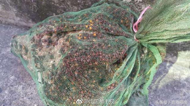 黄蜂泡酒的作用和功效，野蜂泡酒的功效与作用禁忌（马蜂泡酒孕妇和儿童不宜饮用）