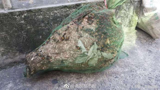 黄蜂泡酒的作用和功效，野蜂泡酒的功效与作用禁忌（马蜂泡酒孕妇和儿童不宜饮用）