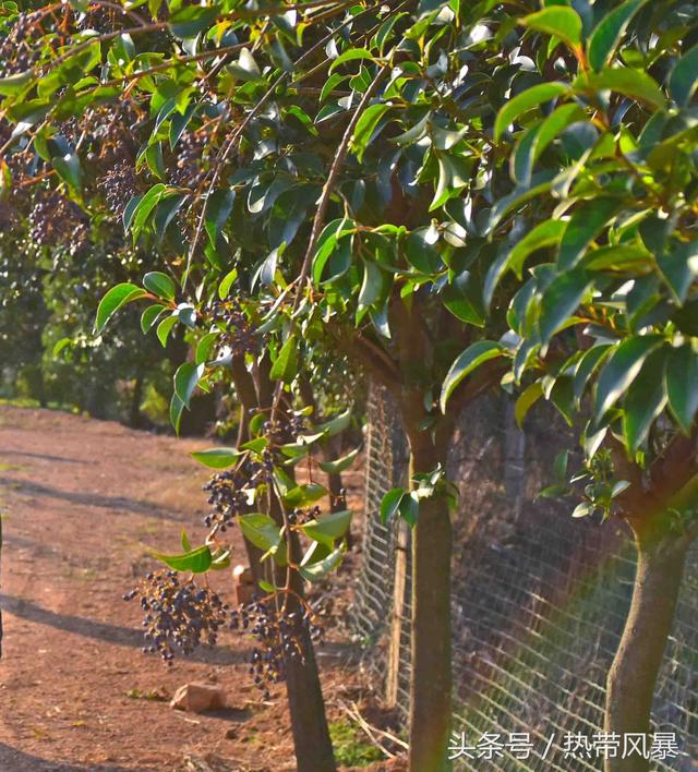 大叶女贞,既能美化自然环境又有药用价值(大叶女贞子树图片)