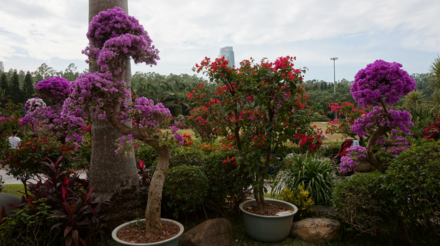 深圳市的市花是什么花，深圳的市花是什么花（这里藏着深圳的市花）