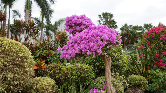 深圳市的市花是什么花，深圳的市花是什么花（这里藏着深圳的市花）