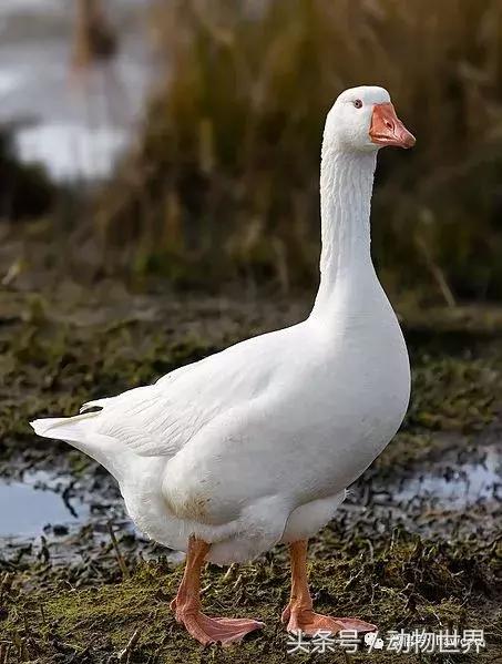 家禽有哪些动物,禽类有哪些动物(鹅这种不好惹的家禽) 家禽有哪些动物,禽类有哪些动物(鹅这种不好惹的家禽)