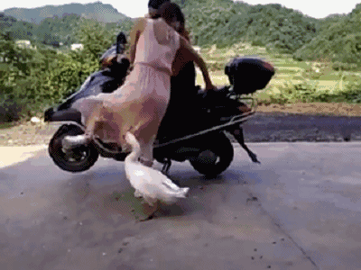 家禽有哪些动物，禽类有哪些动物（鹅这种不好惹的家禽）