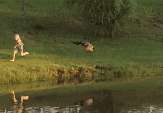 家禽有哪些动物，禽类有哪些动物（鹅这种不好惹的家禽）