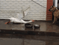 家禽有哪些动物，禽类有哪些动物（鹅这种不好惹的家禽）