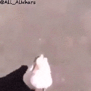 家禽有哪些动物，禽类有哪些动物（鹅这种不好惹的家禽）