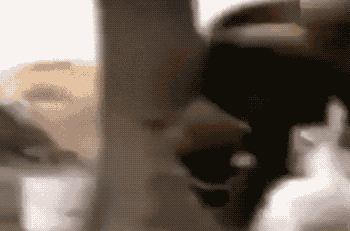 家禽有哪些动物，禽类有哪些动物（鹅这种不好惹的家禽）