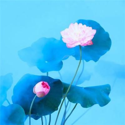 微信头像壁纸图片，适合当微信头像的壁纸（40张高清手机壁纸）