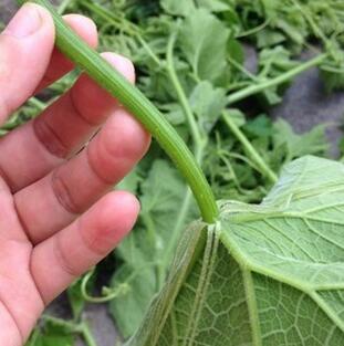 【素炒南瓜藤】做法步驟圖 它能調理月經 女性常吃氣色好-起舞食譜網