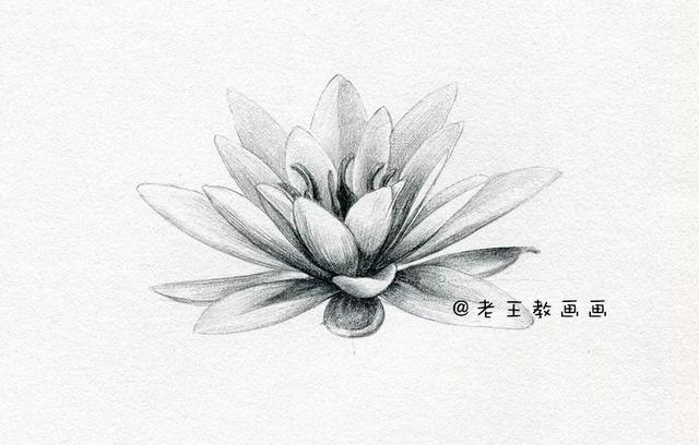 荷花铅笔画的画法，荷花铅笔画的画法怎么画（零基础素描教程步骤）