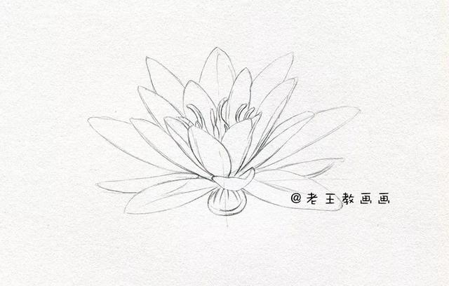 荷花铅笔画的画法，荷花铅笔画的画法怎么画（零基础素描教程步骤）