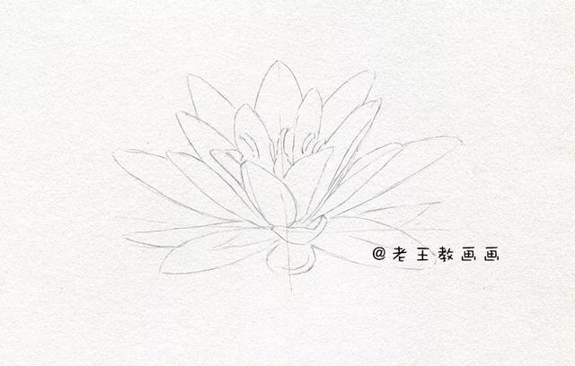 荷花铅笔画的画法，荷花铅笔画的画法怎么画（零基础素描教程步骤）