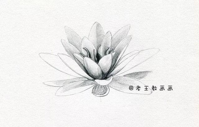 荷花铅笔画的画法，荷花铅笔画的画法怎么画（零基础素描教程步骤）