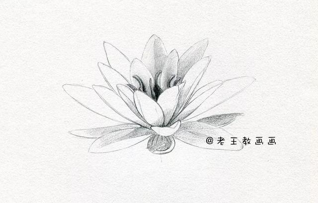 荷花铅笔画的画法，荷花铅笔画的画法怎么画（零基础素描教程步骤）