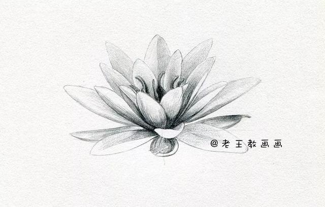 荷花铅笔画的画法，荷花铅笔画的画法怎么画（零基础素描教程步骤）