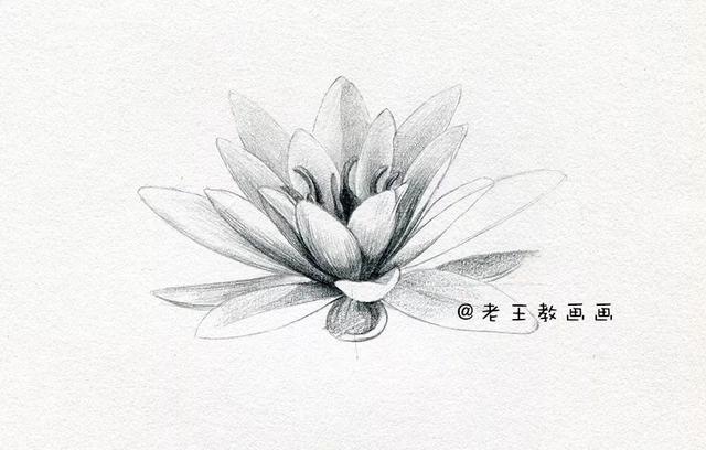 荷花铅笔画的画法，荷花铅笔画的画法怎么画（零基础素描教程步骤）