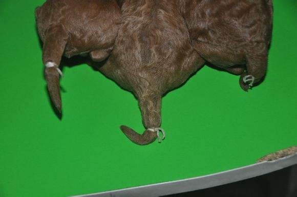 泰迪小狗断尾会怎么样，几分钟后泰迪却死亡