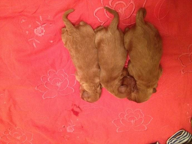 泰迪小狗断尾会怎么样，几分钟后泰迪却死亡