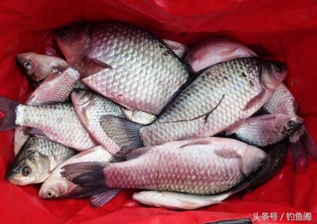 儿童钓鱼怎么上鱼饵，小孩钓鱼怎么钓（野钓别再花钱买小药了）