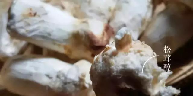 松茸醇在松茸哪个部位，松茸醇是不是松茸特有成分（松茸清洗和保存的正确打开方式）