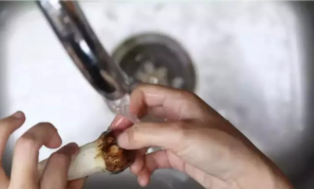 松茸醇在松茸哪个部位，松茸醇是不是松茸特有成分（松茸清洗和保存的正确打开方式）