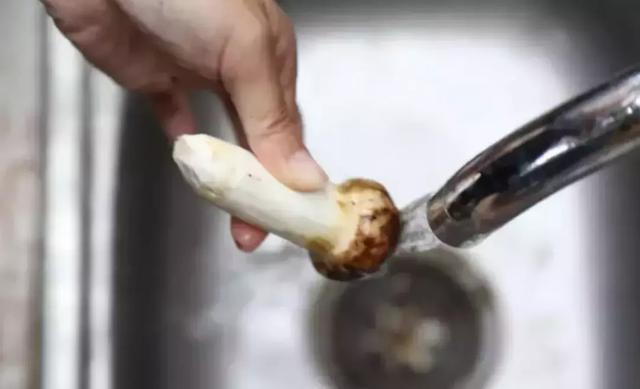 松茸醇在松茸哪个部位，松茸醇是不是松茸特有成分（松茸清洗和保存的正确打开方式）