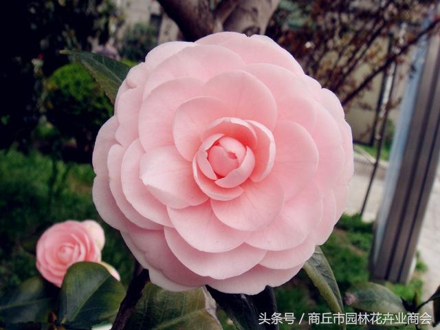 四季海棠茶花养殖方法和注意事项，首选茶花和四季海棠