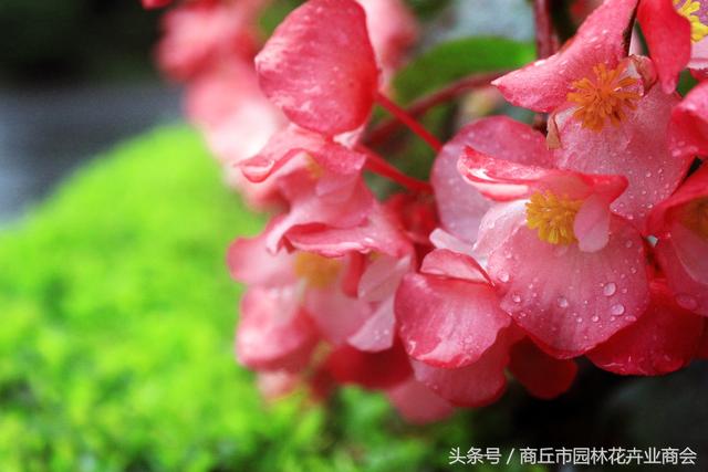 四季海棠茶花养殖方法和注意事项，首选茶花和四季海棠