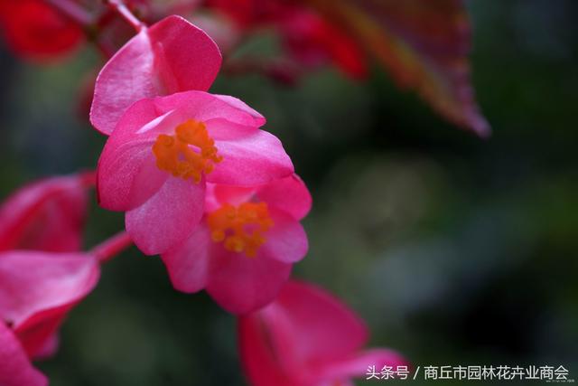 四季海棠茶花养殖方法和注意事项，首选茶花和四季海棠
