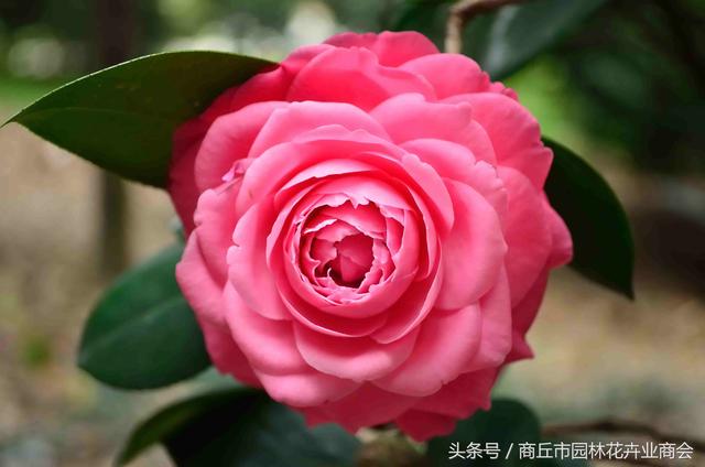 四季海棠茶花养殖方法和注意事项，首选茶花和四季海棠